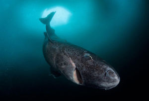 壽命最長鯊魚種類