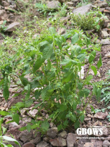 小花鳳仙花