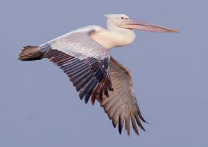 Dalmatian pelican