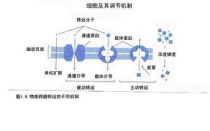 電化學梯度