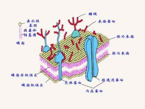 脂質雙分子層