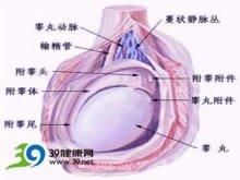 附睪畸形