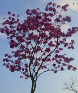 紅花鈴子香