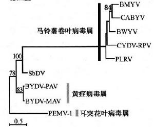 黃症病毒科的系統發育樹（聚合酶）