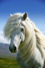 冰島馬