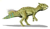 冠飾角龍類（學名：Coronosauria），是角龍下目的一個演化支，生存於白堊紀晚期，分布於現今的北美洲與東亞。冠飾角龍類與閻王角龍、黎明角龍、古角龍、遼寧角龍等物種，組成新角龍類。目錄 [隱藏]1 特徵 2 分類 3 參考資料 4 外部連結  [編輯] 特徵冠飾角龍類的頭盾非常大，約占頭骨長度的一半以上。前三節頸椎固定成單一個，可用來支撐大型的頭部。喙骨與前齒骨形成狹窄的喙狀嘴。頂骨與鱗狀骨構成大型頭盾。[編輯] 分類冠飾角龍類是由保羅·塞里諾（Paul Sereno）在1986年提出，範圍是恐怖三角龍與安氏原角龍的最近共同祖先，與其最近共同祖先的所有後代。依照這個定義，冠飾角龍類包含纖角龍科、原角龍科、角龍科。但其內部分類仍有爭議，根據不同的研究，纖角龍科比原角龍科原始，或是原角龍科比纖角龍科原始。冠飾角龍類化石時期： 白堊紀晚期 斗吻角龍 科學分類 界： 動物界 Animalia 門： 脊索動物門 Chordata 綱： 蜥形綱 Sauropsida 總目： 恐龍總目 Dinosauria 目： 鳥臀目 Ornithischia 亞目： 角足亞目 Cerapoda 下目： 角龍下目 Ceratopsia (未分級) 冠飾角龍類 Coronasauria(Sereno, 1986)