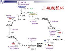 三羧酸循環[生物化學術語]