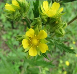 大萼委陵菜（原變種）