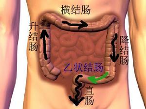 大腸的結構