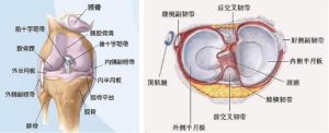 膝關節交叉運動損傷