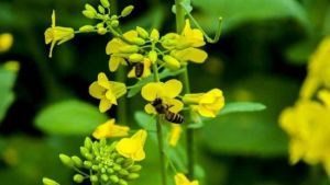 清遠燕湖山莊坳頭村油菜花