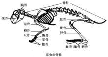 家兔骨骼