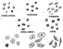 紅細胞(RBC)計數