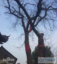 天宮寺[江蘇揚州天宮寺]