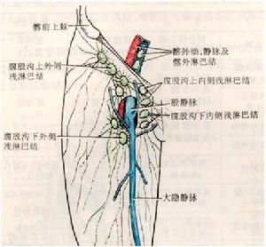 人體下肢靜脈