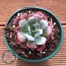 Echeveria ‘Pagoda’