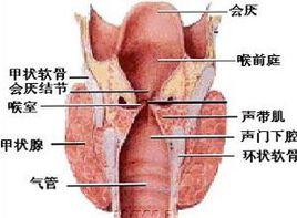 喉結增大