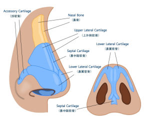 顏說整形外科鼻部整形