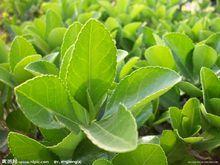 冬青樹[冬青科植物]