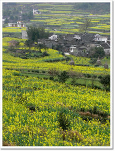 英德沙口油菜花基地