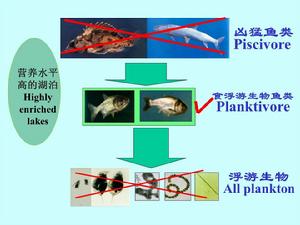 非經典生物操縱示意圖