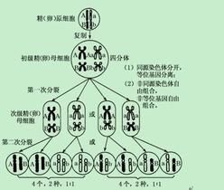 遺傳學三大基本定律