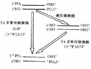 末端標記