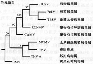 外殼蛋白的系統發育