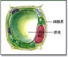 液泡