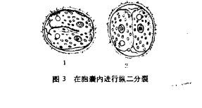 在胞囊內進行縱二分裂