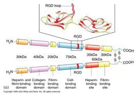 FN與細胞分子生物學