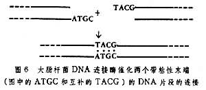 核酸的人工合成