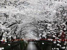 東京目黑川櫻花