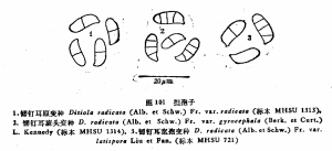 韌釘耳旋頭變種