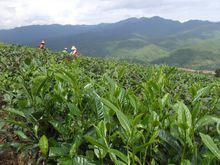 山後自然村[雲南普洱景谷縣威遠鎮聯合村委會山後自然村]