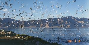 班公湖鳥島