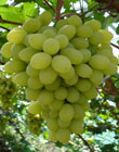 京玉葡萄