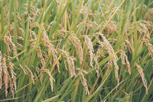 （圖）夾溝香稻米