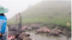 牛被雷劈死後，村民把牛的大腿肉割下拿回家吃