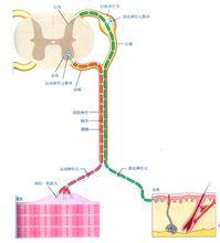 節律運動機理