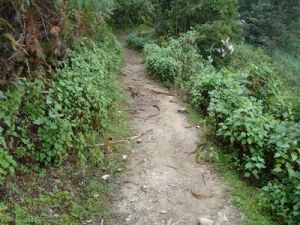 達芽洛自然村發展重點－道路交通