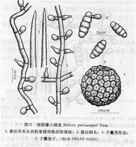 細圓藤小煤炱