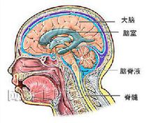 腦脊液