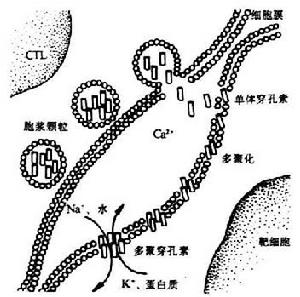 T淋巴細胞亞群