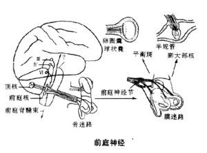 末梢神經炎