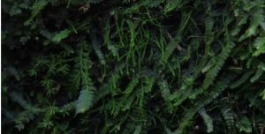 四齒異萼苔的植株