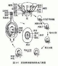 蘭花蕉胚珠結構