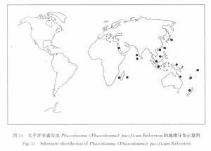 太平洋革囊星蟲