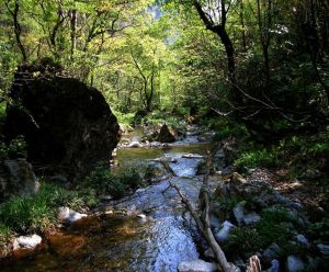 小格里森林公園