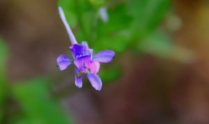 河南翠雀花